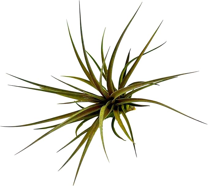 Air Plants - Flowering Tillandsia Stricta Large 5" - 5ct - Live Arrival Guaranteed - House Plants for Home Decor & Gift