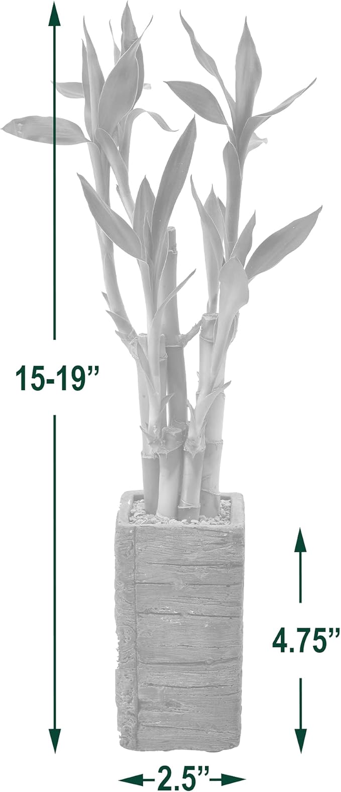 Arcadia Garden Products LV25 5-Stem Lucky Bamboo, Live Indoor Plant in Aged Wood Planter for Home, Work, or Gift, Dark ***Cannot Ship to Hawaii**