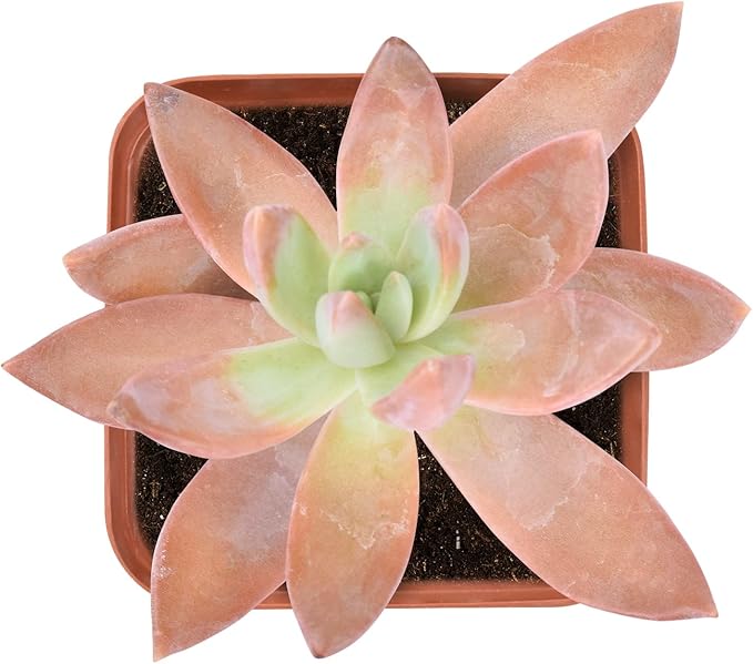 Live Succulent Sedum adolphi, Approx 2-inch Large, Potted Succulents, Fully Rooted, Easy Care House Plants