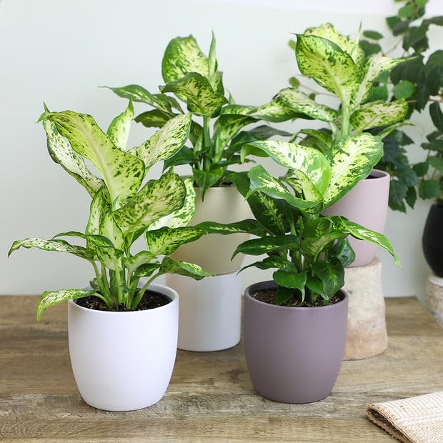 Premium DIEFFENBACHIA Potting Soil Mix - Ideal for Growing Robust and Healthy Dieffenbachia - 20 Quart