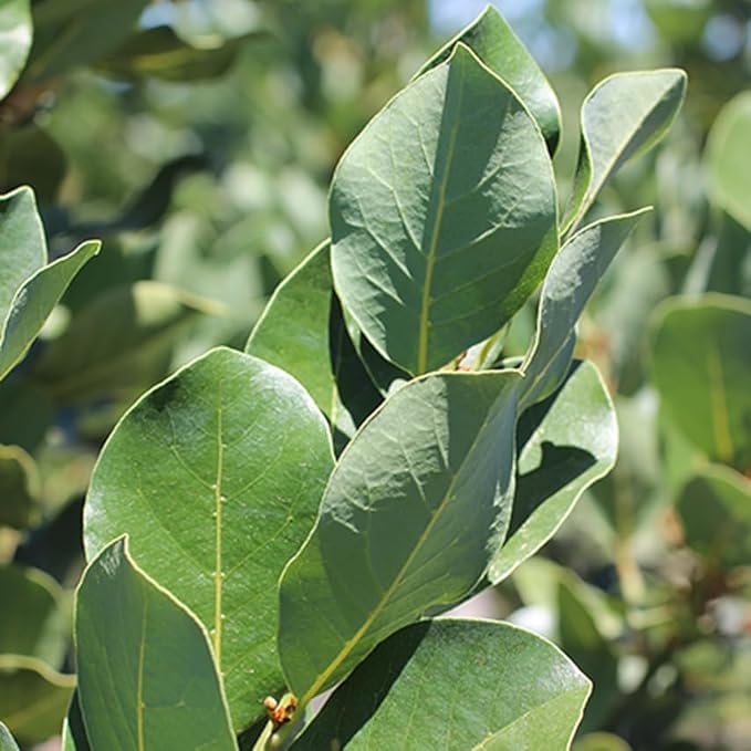 Mediterranean Bay Leaf, Bay Laurel Live Plant. Saratoga/Standard Varieties - Laurus Nobilis. Fragrant, Fresh, Edible. Pots/Ground Planting. Mild/Strong Flavor (2 Srtg + 2 Std Bay Plants in Sac)