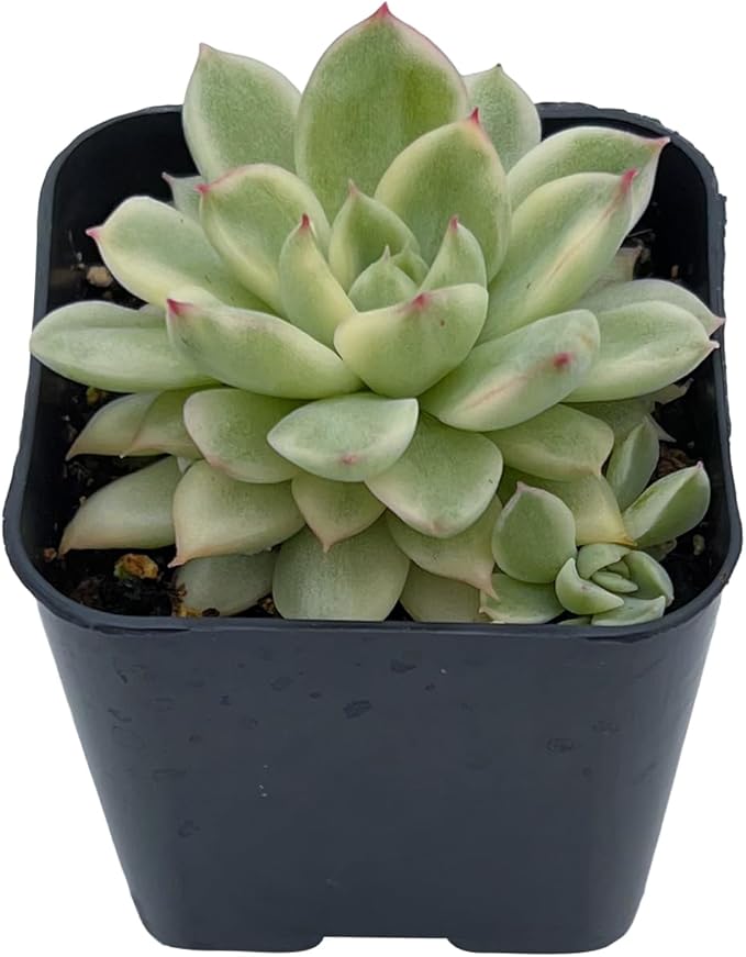 Live Succulent Variegated Echeveria Mebina, Approx 2-inch Large, Potted Succulents, Fully Rooted, Easy Care House Plants