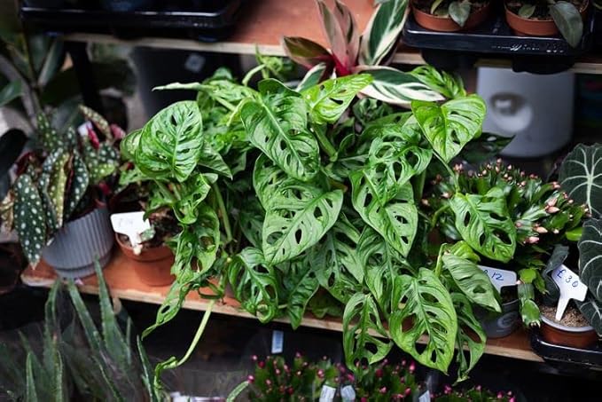 Organic Potting Soil for Tomato Plants - 4 Quart - Hand-Mixed with Natural Ingredients for Optimal Growth and Nutrient Retention