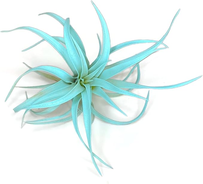 Colored Capitata Air Plant, Tillandsia, Airplant, Air Purification, House Plant, Home Decor & Gift, Live (Aqua)