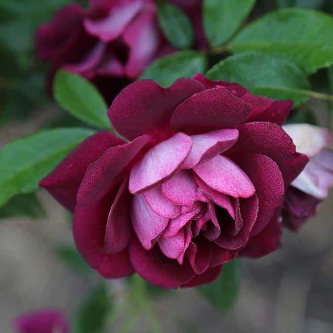 Heirloom Roses Rose Plant - Burgundy Iceberg™ Purple Rose Bush, Shrub Live Plant for Planting Outdoors