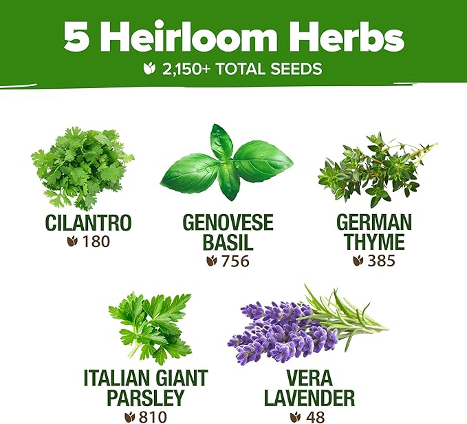 HOME GROWN 5 Herb Seeds for Planting 2,150+ Non-GMO Heirloom Seeds | Extra Large Variety Pack Herb Kit β Indoor Outdoor & Hydroponic | Culinary Seed Set | Grow Your Own Herbs | Gift for Beginners