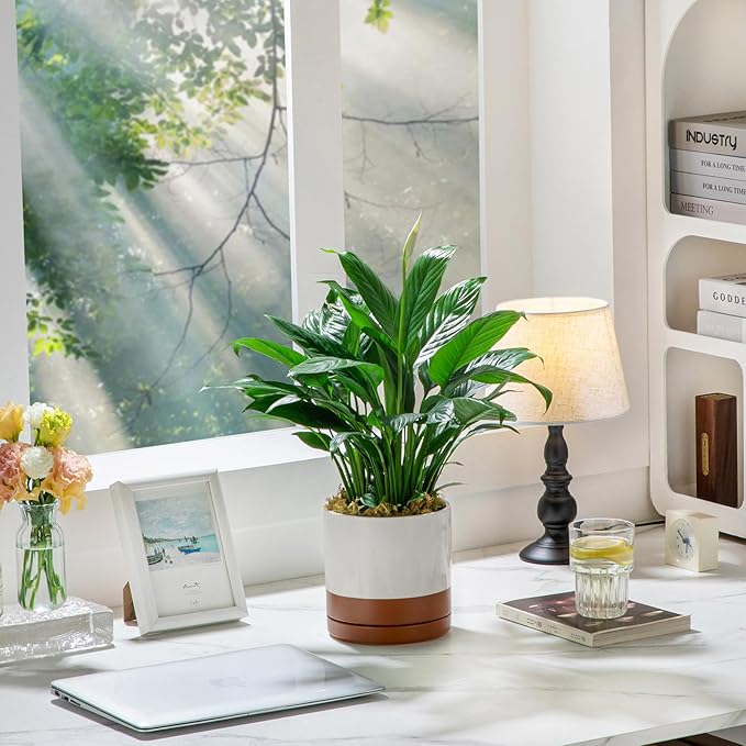 vancasso Ceramic Plant Pots, 3 Piece Planters for Indoor Plants, 4.25+5.25+6.25 Inch Flower Pots with Drainage, Plant Pots Indoor for Succulent, Pothos, Snake Plant and Money Tree, Etc (Khaki)