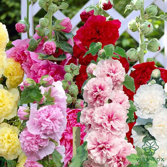 Premium Rare Hollyhock Seeds β 400+ Double Hollyhock Flower Seeds β Non-GMO, Heirloom Perennial β Showy Blooms for Outdoor Planting (Double Hollyhock Mix)
