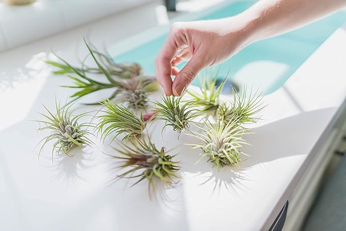 5 Pack of Large Tillandsia Air Plants - Xerographica, Juncea, Bulbosa, Caput Medusae & Harrisii- Live Succulent House Plants Availabe in Wholesale and Bulk - Easy Care Indoor and Outdoor Plant