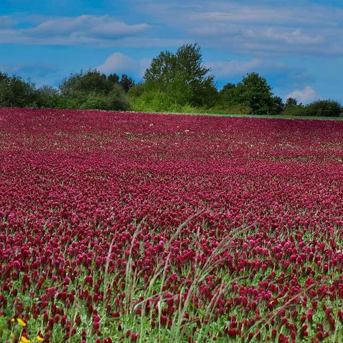 Outsidepride Crimson Clover Seeds - 40 lbs. Annual, Nitrocoated, & Inoculated Ground Cover Seeds, Ideal Clover Seed for Lawn, Cover Crop, Pasture, Hay, Green Manure & Wildlife Forage