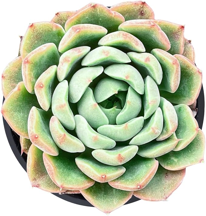 Live Succulent Echeveria Red Peach Variegated, Approx 2-inch Large, Potted Succulents, Fully Rooted, Easy Care House Plants