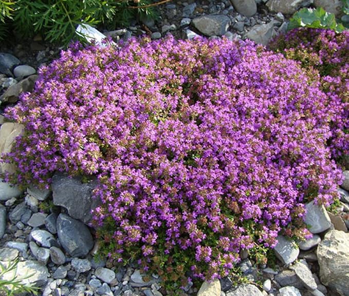 30000+ Creeping Thyme Seeds β 4g β Perennial Ground Cover Plants Flowers Non-GMO Heirloom β Purple Bloom Garden Seeds for Planting