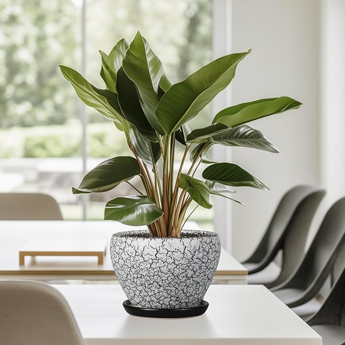 Ceramic Planter Pot - 6 Inch Plant Pot with Drainage Hole and Saucer, Succulent Pot Glaze Round for Indoor Outdoor Plants, White and Black