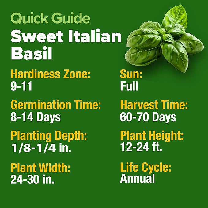 HOME GROWN π¨π¦π π£π₯ππ ππ¨π Italian Basil Seeds Bulk Pack 1,424 Sweet Large Leaf Basil Seeds for Planting π‘π’π‘-ππ π’ and Heirloom Herb Seeds for Planting Indoors or Outdoors (Ocimum basilicum)