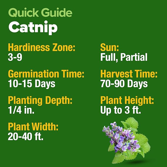 HOME GROWN Catnip Seeds (2 Pack) π‘π’π‘-ππ π’, π¨π¦π-π¦π’π¨π₯πππ Heirloom Herb 4232 Seeds - Indoor or Outdoor Seed - High-Germination Cat Nip - Cat Safe Plants (Nepeta cataria)