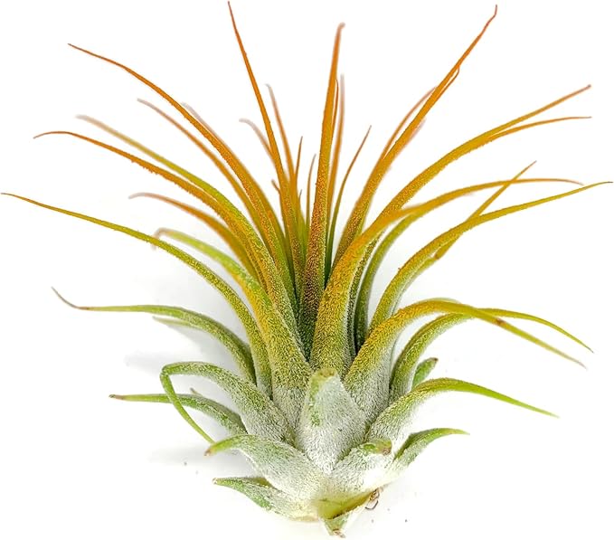 Ionantha Guatemala Tillandsia Air Plant, Guatemala Tillandsia Live Airplant, Healthy Arrival Guaranteed, Great Indoor Plant, Home Decor & Gift (Orange)