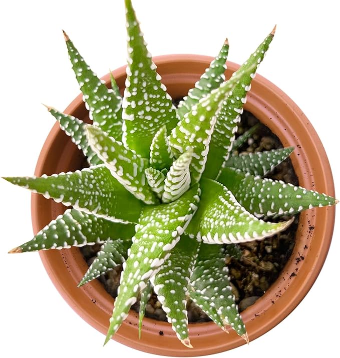 Live Succulents Haworthia fasciata 'Big Band' (4-inch), Succulent Plants Fully Rooted in Pots with Soil, Easy-Care House Plant for DIY, Home Office Decor, Wedding Party Favor