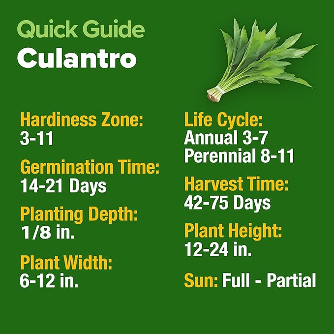 HOME GROWN Culantro Seeds - 720+ π‘π’π‘-ππ π’, π¨π¦π-π¦π’π¨π₯πππ Heirloom Herb Seeds for Planting, Slow-Bolting, Flavorful Cilantro Alternative, Great for Outdoor Herb Gardens (Eryngium foetidum)