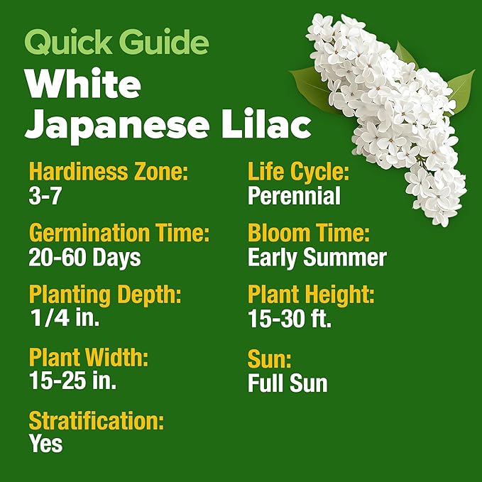HOME GROWN π¨π¦π 53 White Lilac Flower Seeds Non-GMO, Heirloom Tree Seeds for Planting, Fragrant Flowering Tree Seeds for Landscaping, Pollinator Gardens, and Ornamental Borders (Syringa reticulata)