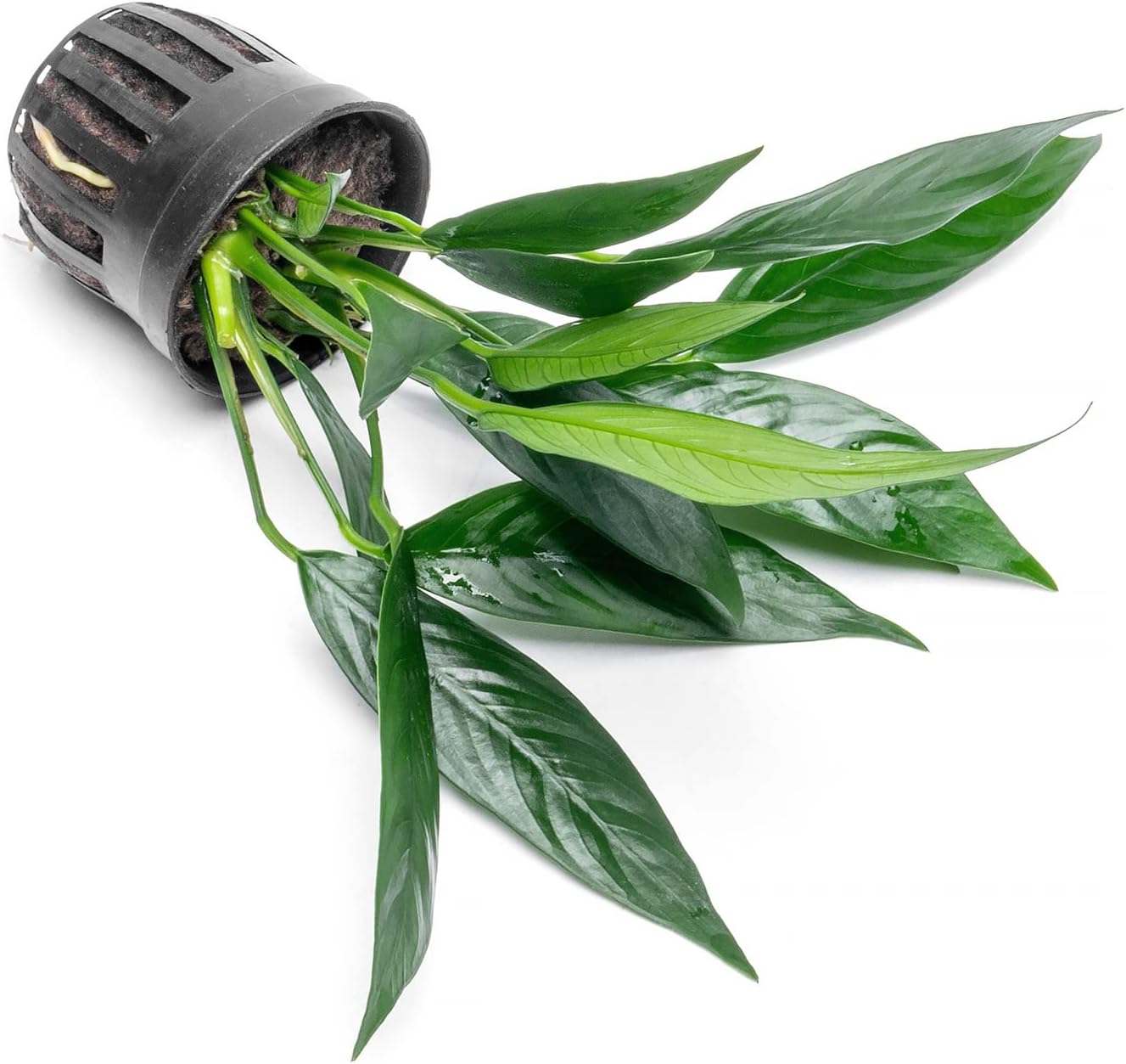 Anubias Live Aquarium Plants - Potted Freshwater Plant for Fish Tanks, Terrariums - Beginner Friendly Low Light (Glabra, 3 Pots)