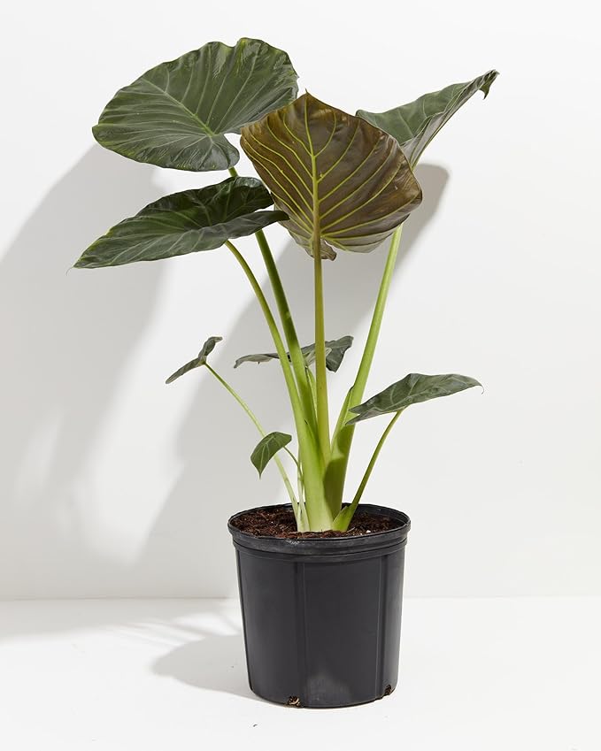 Elephant Ear Plant Potting Soil - All-Natural Blend for Thriving Alokasia Plants - Promotes Healthy Root Penetration and Nutrient Uptake - 10 Quart