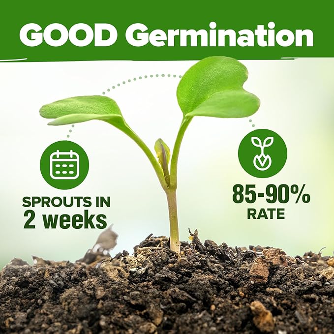 HOME GROWN 20 Herb Seeds for Planting 6,000+ Non-GMO Heirloom Seeds | Extra Large Variety Pack Herb Kit – Indoor Outdoor & Hydroponic | Culinary Seed Set | Grow Your Own Herbs | Gardening Gift