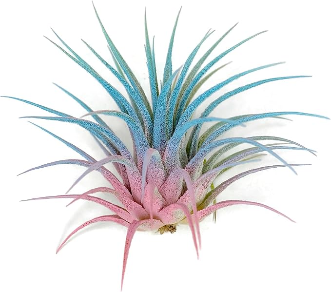 Ionantha Guatemala Tillandsia Air Plant, Guatemala Tillandsia Live Airplant, Healthy Arrival Guaranteed, Great Indoor Plant, Home Decor & Gift (Rainbow #4)