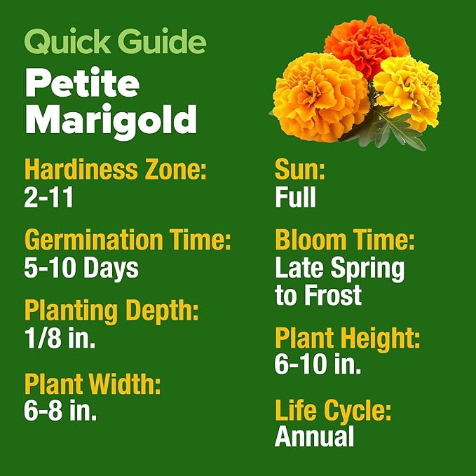 HOME GROWN π¨π¦π π£π₯ππ ππ¨π Petite French Marigold Seeds 329+ Flower Seeds for Planting Outdoors Easy to Grow Companion Plant & Quick Blooming Pollinator Heirloom Wildflower Seed (Tagetes patula)