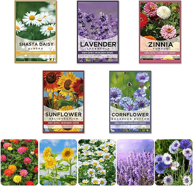 5 Kit - Growing into Shasta Daisy, Cornflower, Sunflower, Zinnia, Lavender for Indoor Outdoor Garden DIY Gifts