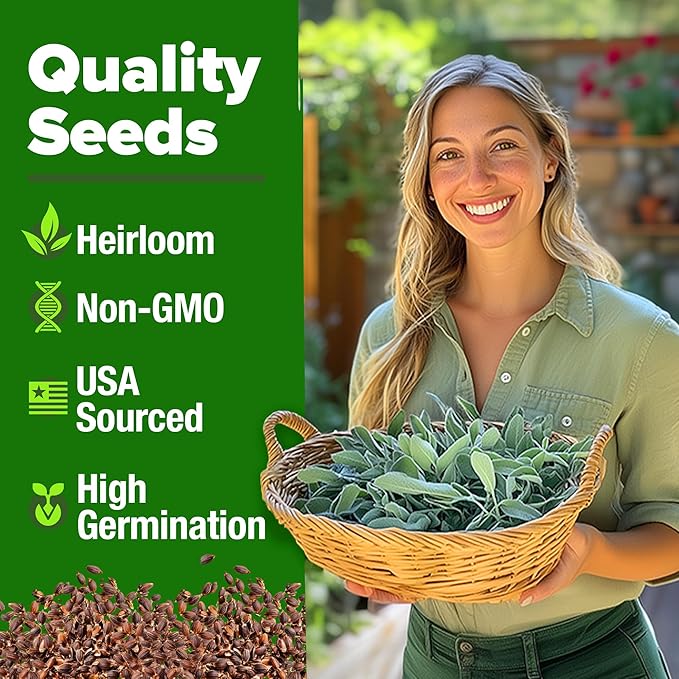 HOME GROWN π¨π¦π π£π₯ππ ππ¨π White Sage Seeds 323 Pack π‘π’π‘-ππ π’ Heirloom Seeds - Grow Aromatic Sage Plants for Your Herb Seeds Garden with Sage for Planting Outdoor or Indoor (Salvia apiana)