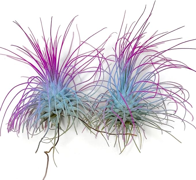 Thin Air Plant, Guatemala Tillandsia Live Airplant, Healthy Arrival Guaranteed, Great Indoor Plant, Home Decor & Gift (2 Rainbow)