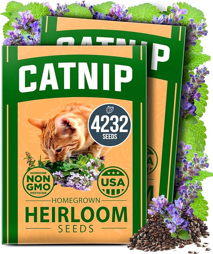 HOME GROWN Catnip Seeds (2 Pack) π‘π’π‘-ππ π’, π¨π¦π-π¦π’π¨π₯πππ Heirloom Herb 4232 Seeds - Indoor or Outdoor Seed - High-Germination Cat Nip - Cat Safe Plants (Nepeta cataria)