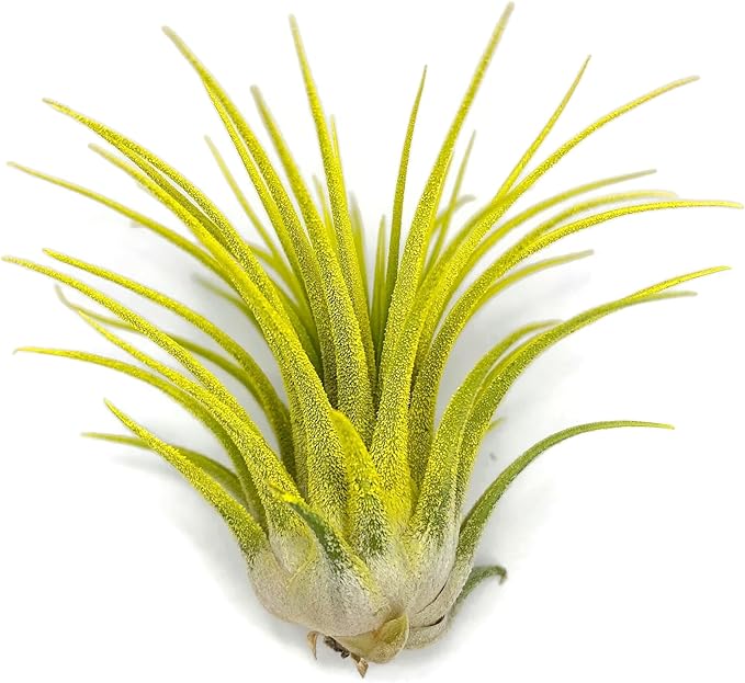 Ionantha Guatemala Tillandsia Air Plant, Guatemala Tillandsia Live Airplant, Healthy Arrival Guaranteed, Great Indoor Plant, Home Decor & Gift (Yellow)