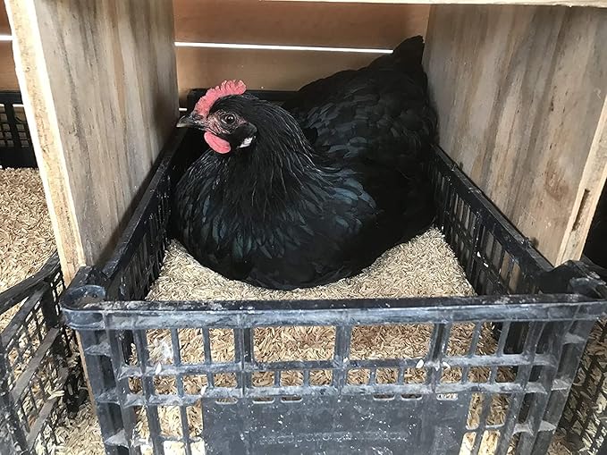 Rice Hulls for Potting Applications - Promote Root Development, Water Efficiency, and Disease Resistance - 5 QUARTS