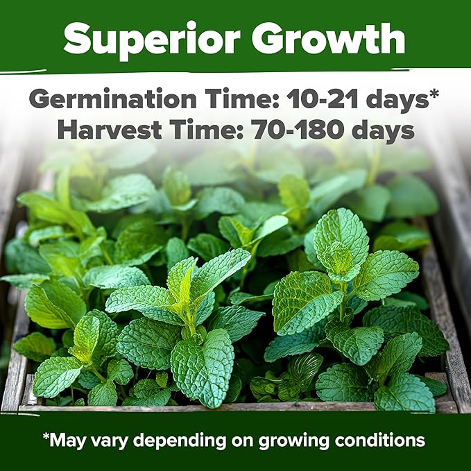 HOME GROWN π¨π¦π π£π₯ππ ππ¨π Lemon Balm Seed Pack - 403 Non-GMO USA Heirloom Herbal Tea Seeds - Bulk Lemon Balm Seeds for Planting Gardens Indoors or Outdoors - Herb Seeds (Melissa officinalis)