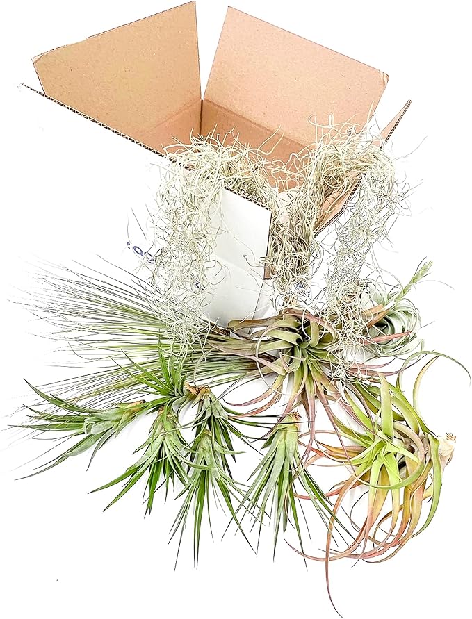 Holiday Hosting Gift Box Giant - 13ct -Tillandsia Air Plant Set - Live Arrival Guaranteed - House Plants for Home Decor & Gift