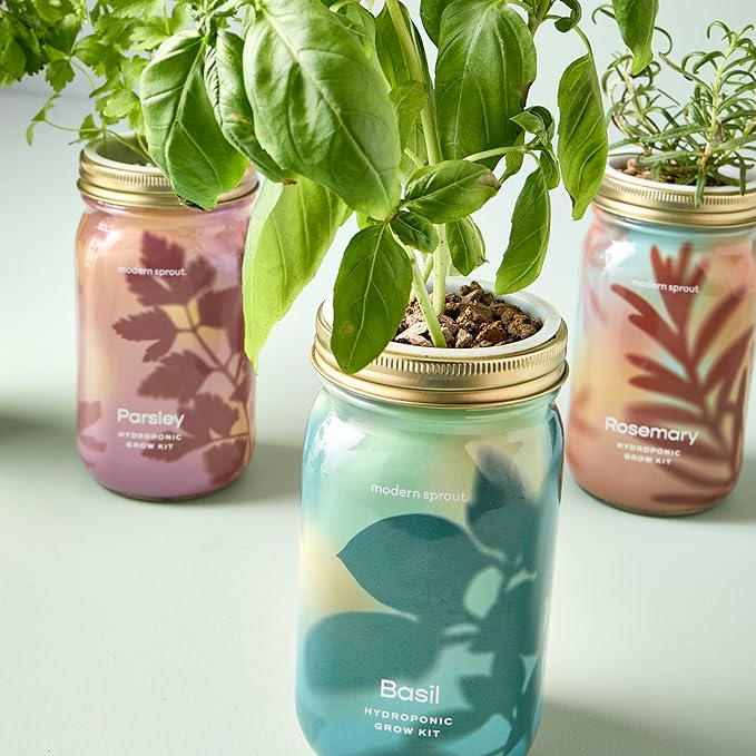 Modern Sprout Mason Garden Jar - Self-Watering Hydroponics Growing System Kit with Organic Herb Seeds - Jar Planter for Indoor Herb Garden - Seed Starter Kit - Home Decor & Gifting - Basil