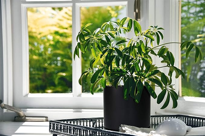 D'vine Dev Set of 2 Plants Pots, 6 Inch Ceramic Planter Pot for Plants with Drainage Hole and Saucer, Black, 94-V-C-2