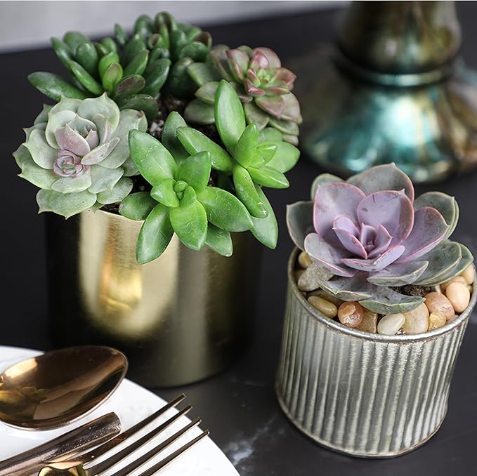 Altman Plants, Live Succulent Plants (20 Pack) Assorted Potted Succulents Plants Live House Plants in Cacti and Succulent Soil Mix, Cactus Plants Live Indoor Plants Live Houseplants in Planter Pots