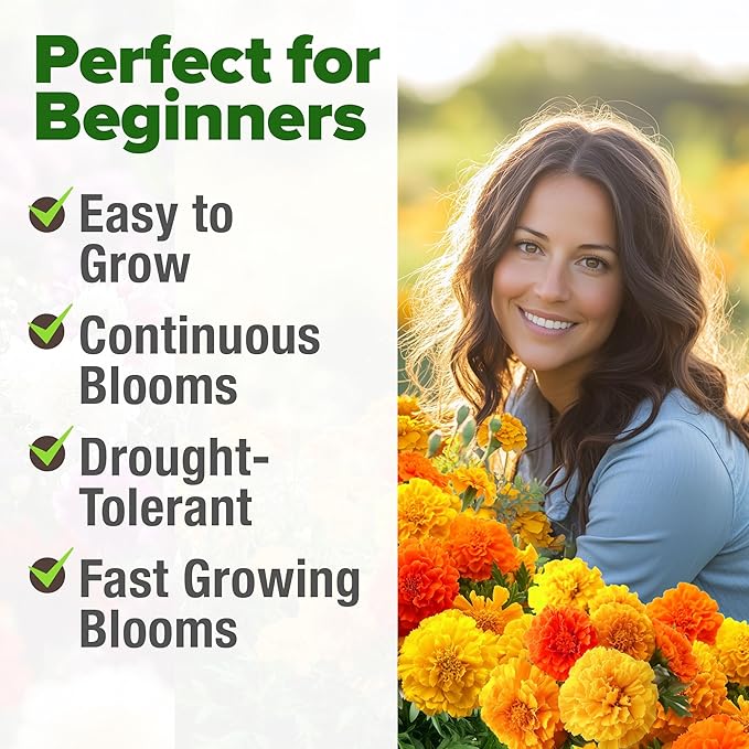 HOME GROWN π¨π¦π π£π₯ππ ππ¨π Petite French Marigold Seeds 329+ Flower Seeds for Planting Outdoors Easy to Grow Companion Plant & Quick Blooming Pollinator Heirloom Wildflower Seed (Tagetes patula)