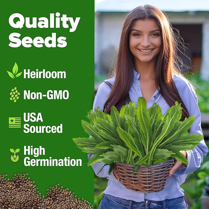 HOME GROWN Culantro Seeds - 720+ π‘π’π‘-ππ π’, π¨π¦π-π¦π’π¨π₯πππ Heirloom Herb Seeds for Planting, Slow-Bolting, Flavorful Cilantro Alternative, Great for Outdoor Herb Gardens (Eryngium foetidum)