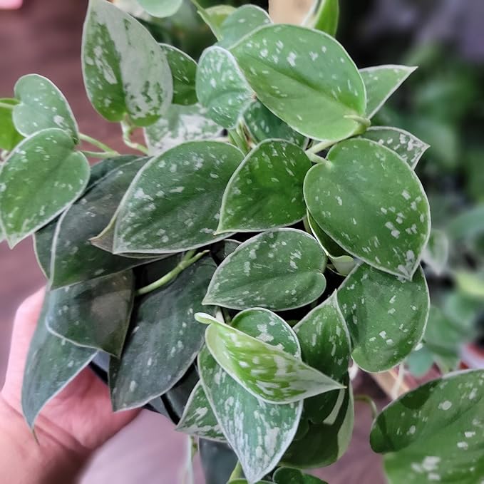 Scindapsus Sterling Potting Mix - Promote Strong Roots and Captivating Foliage with Our Premium Blend - 4 Quart