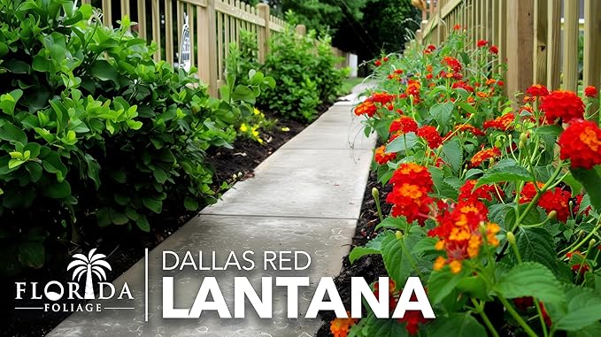 Lantana Dallas Red | 10 Live Plants | Lantana Camara | Flowering Perennial | Garden Colorful Bloom | Hardy Outdoor Decor | Vibrant Red Flowers