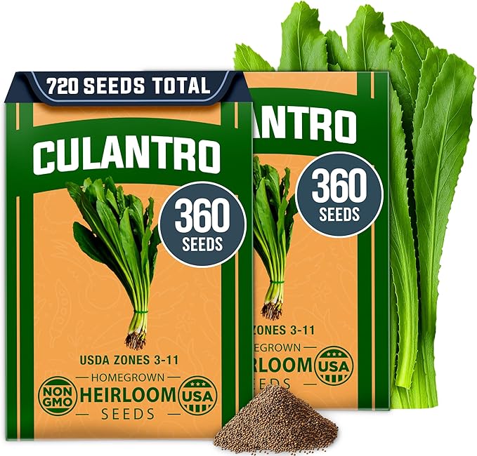 HOME GROWN Culantro Seeds - 720+ π‘π’π‘-ππ π’, π¨π¦π-π¦π’π¨π₯πππ Heirloom Herb Seeds for Planting, Slow-Bolting, Flavorful Cilantro Alternative, Great for Outdoor Herb Gardens (Eryngium foetidum)