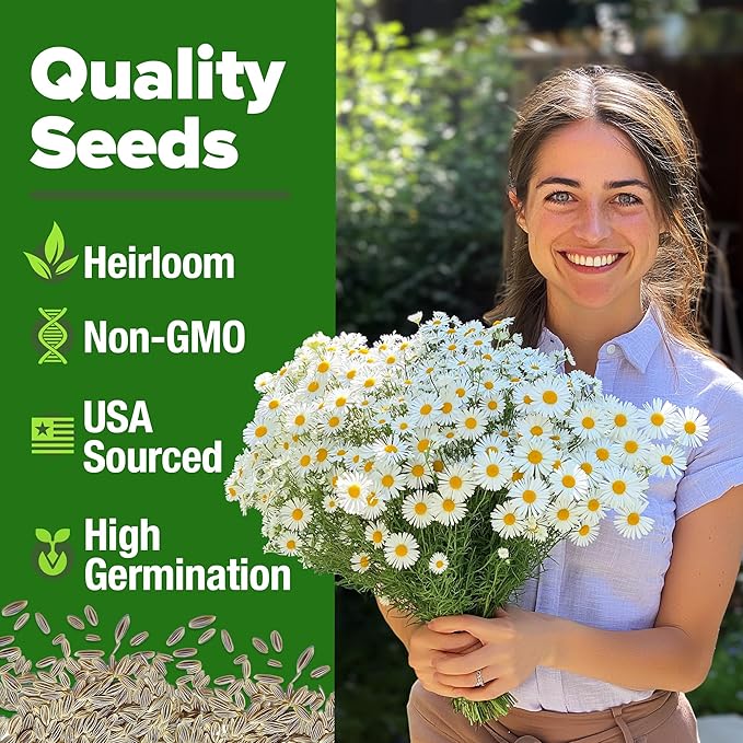 HOME GROWN π¨π¦π π£π₯ππ ππ¨π German Chamomile Seed Pack β 2,280 π‘π’π‘-ππ π’ Heirloom Seeds for Planting for Sustainable Gardens and Soothing Medicinal Herbal Teas (Matricaria chamomilla)