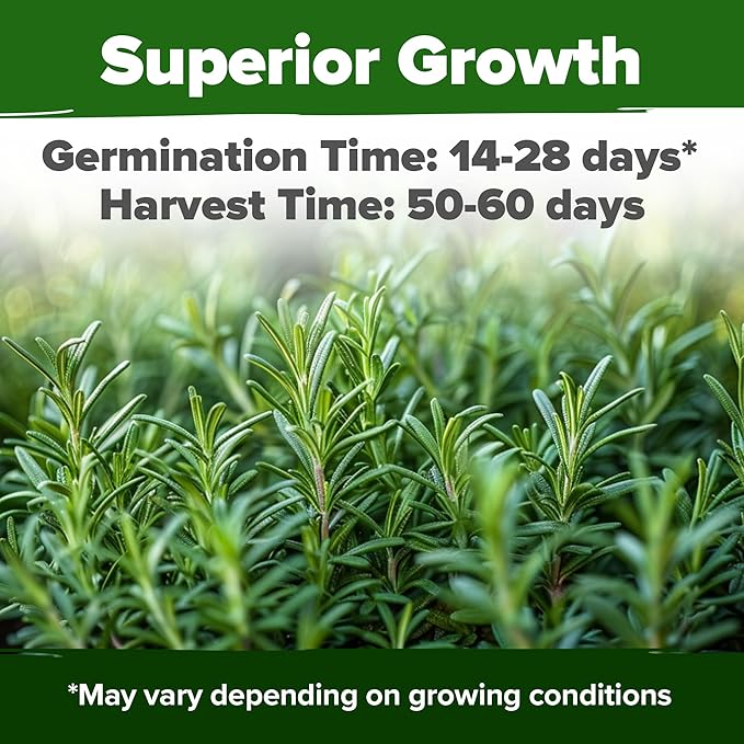 HOME GROWN Rosemary Seeds Pack - 300 High Germinating π‘π’π‘-ππ π’, π¨π¦π-π¦π’π¨π₯πππ Heirloom Herb Seeds for Planting in Indoor or Outdoor Herb Gardens (Salvia rosmarinus)
