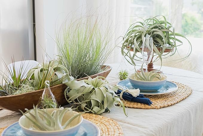 6 Grab Bag Pack Small & Medium Air Plants - Fertilizer Packet - Wholesale - Bulk - Live Tillandsia - Easy Care House Plant - Succulents