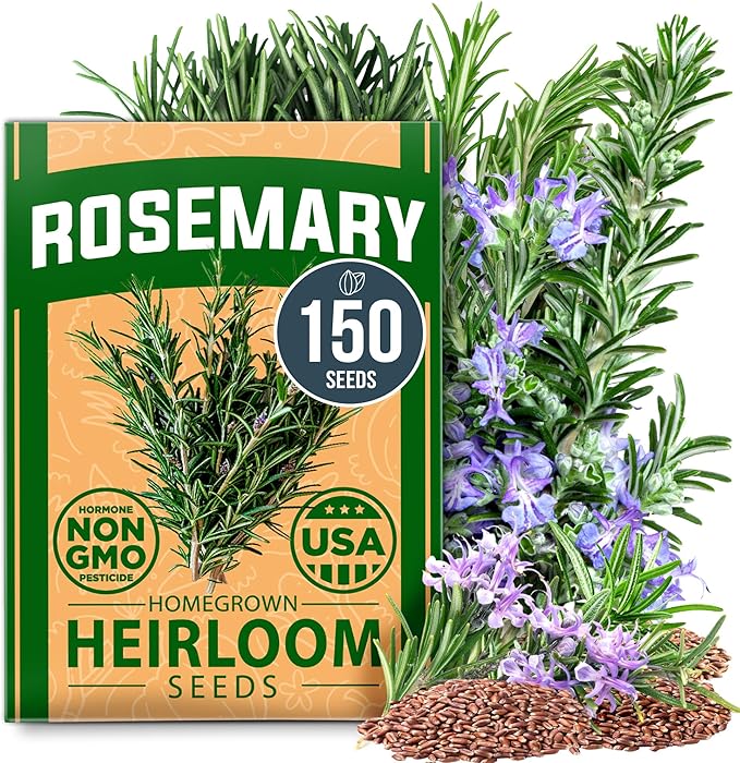 HOME GROWN π¨π¦π π£π₯ππ ππ¨π Rosemary Seeds Pack - 150 High Germinating π‘π’π‘-ππ π’ Heirloom Herb Seeds for Planting in Indoor or Outdoor Herb Gardens (Salvia rosmarinus)