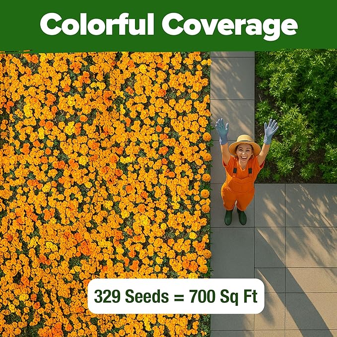 HOME GROWN π¨π¦π π£π₯ππ ππ¨π Petite French Marigold Seeds 329+ Flower Seeds for Planting Outdoors Easy to Grow Companion Plant & Quick Blooming Pollinator Heirloom Wildflower Seed (Tagetes patula)