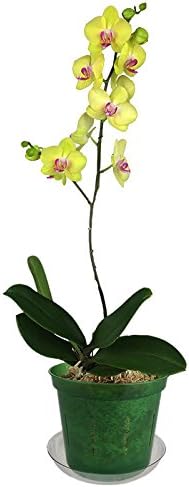 rePotme 6 inch Orchid Pot 3 Pack - Slotted Orchid Pots with Holes for Repotting (Green Emerald)